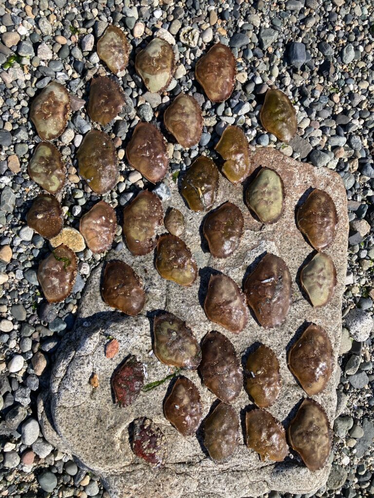 a pile of brown rocks (MyCoast AI)
