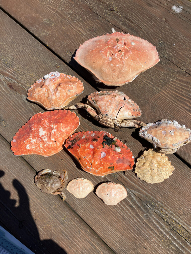 a group of small round objects on a wooden surface (MyCoast AI)