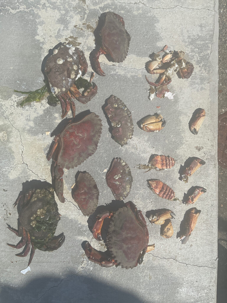 a group of bees on a white surface (MyCoast AI)