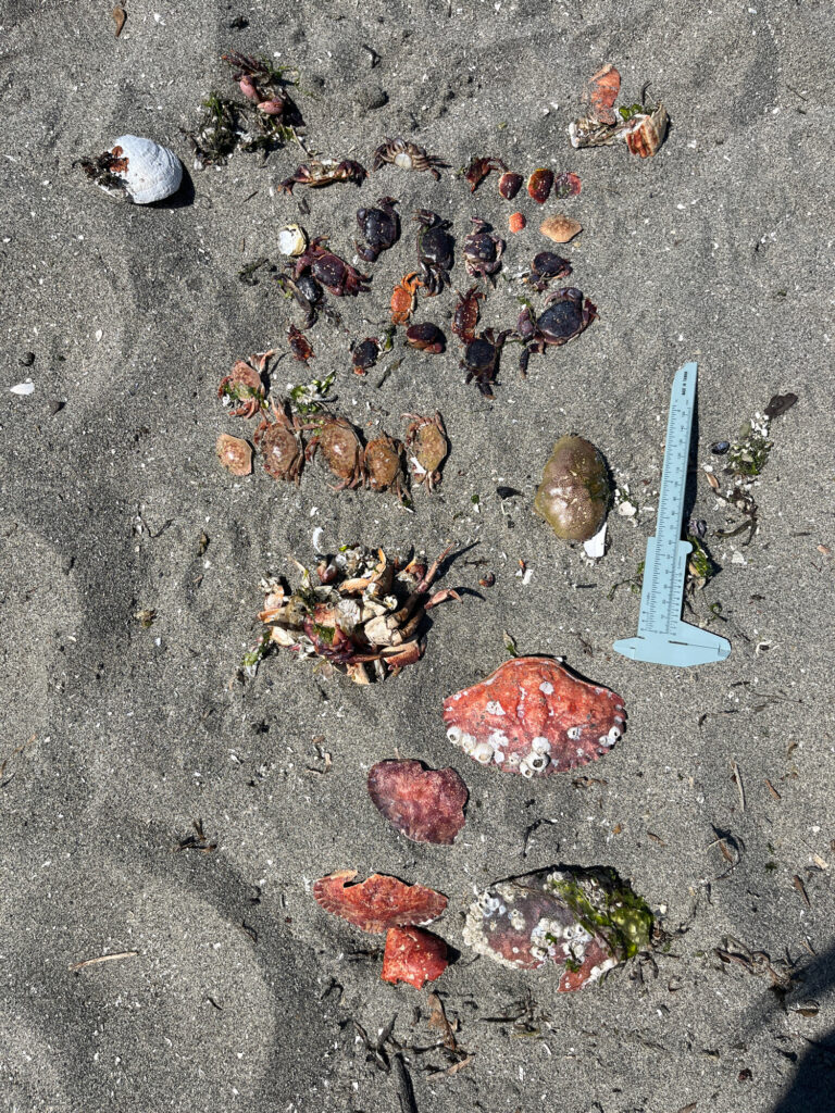 a knife on the ground (MyCoast AI)