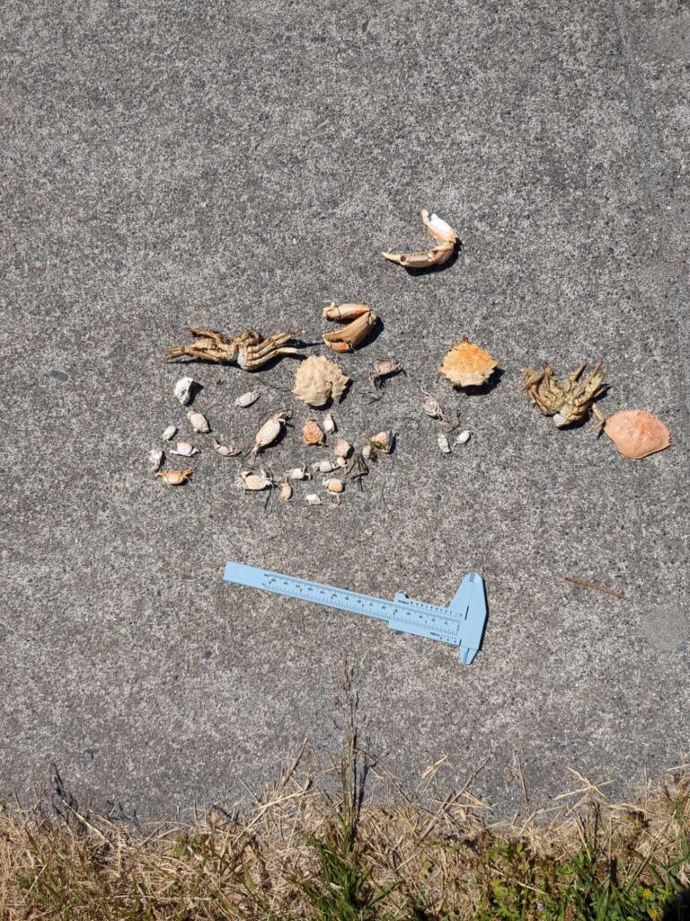 a blue plastic tube on the ground (MyCoast AI)