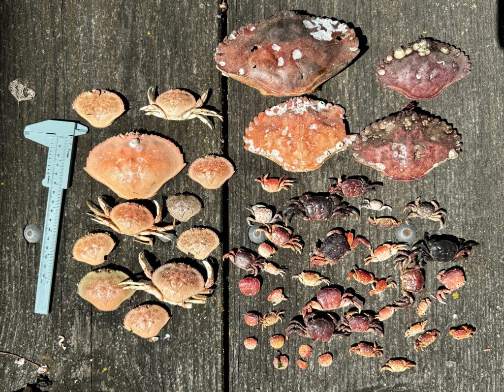a group of brown objects on a wooden surface (MyCoast AI)