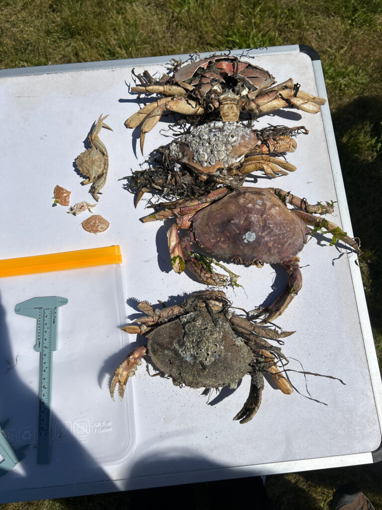 a group of crabs on a paper (MyCoast AI)