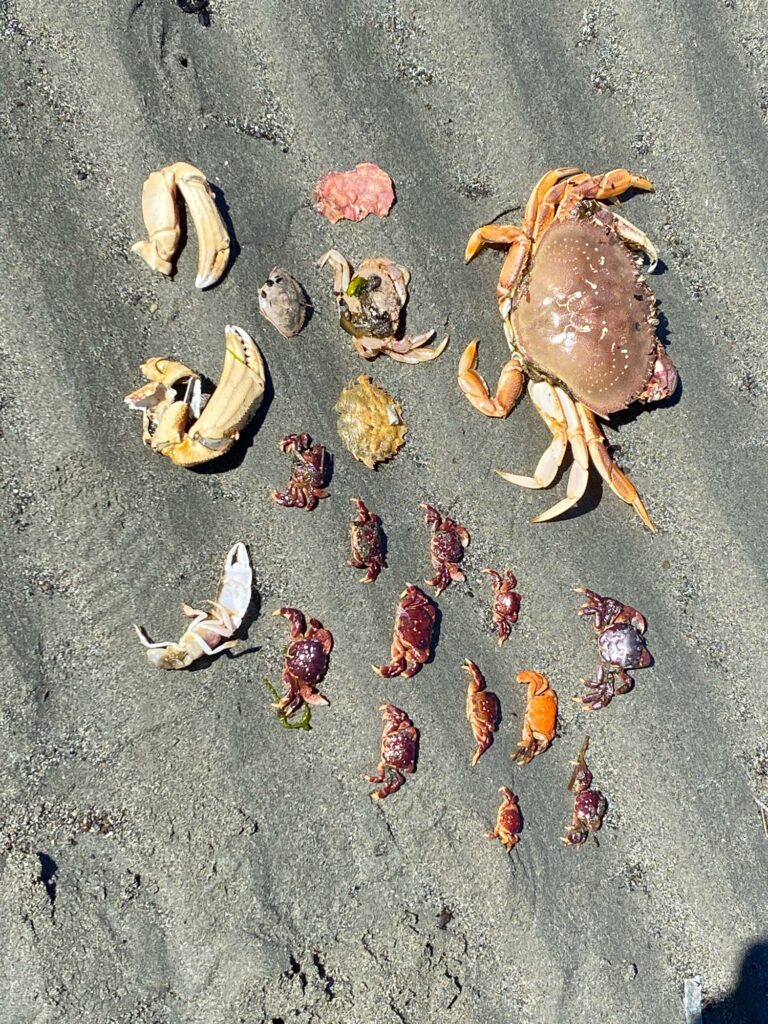 a group of snails on a concrete surface (MyCoast AI)
