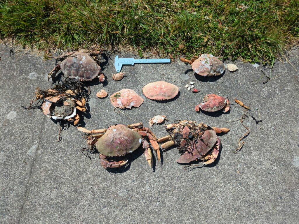 a group of turtles on the ground (MyCoast AI)
