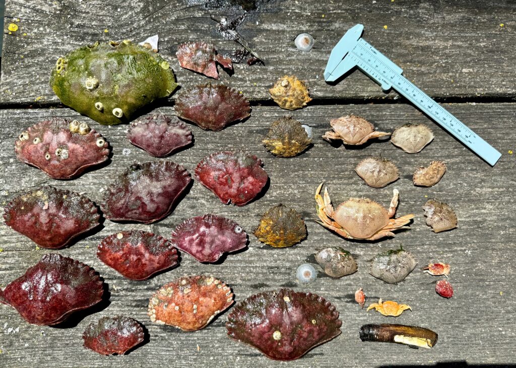 a group of rocks and a knife (MyCoast AI)