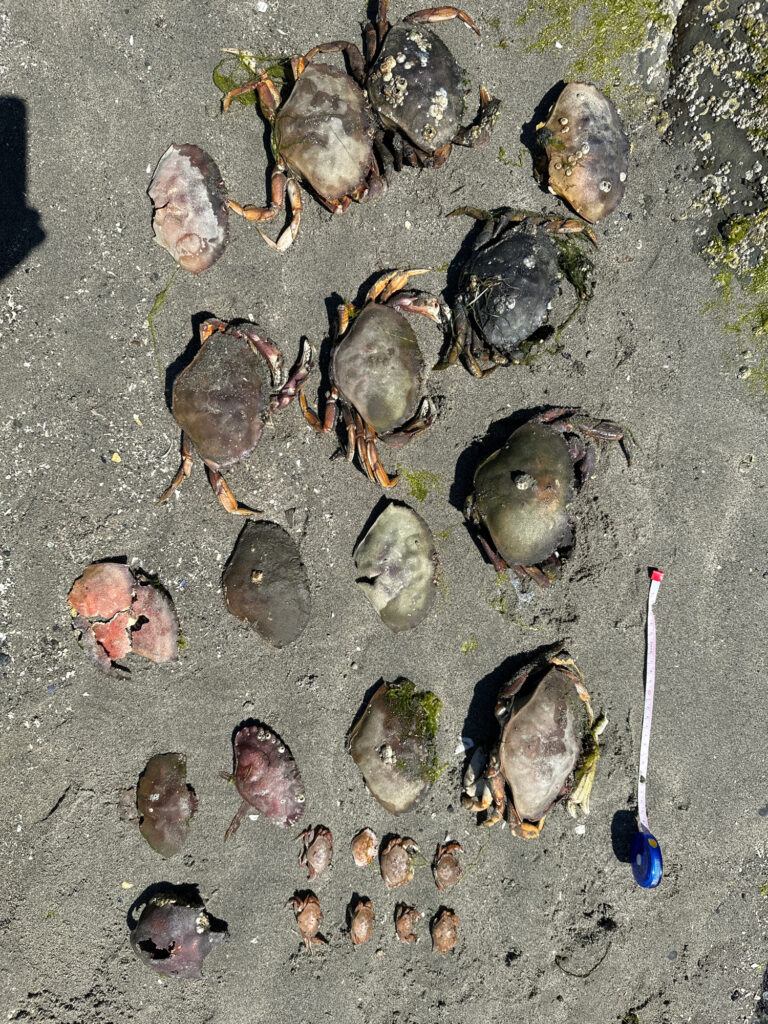 a group of sea shells on the sand (MyCoast AI)