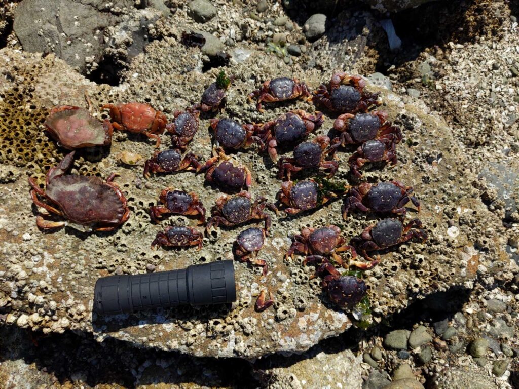 a black object on a rocky surface (MyCoast AI)
