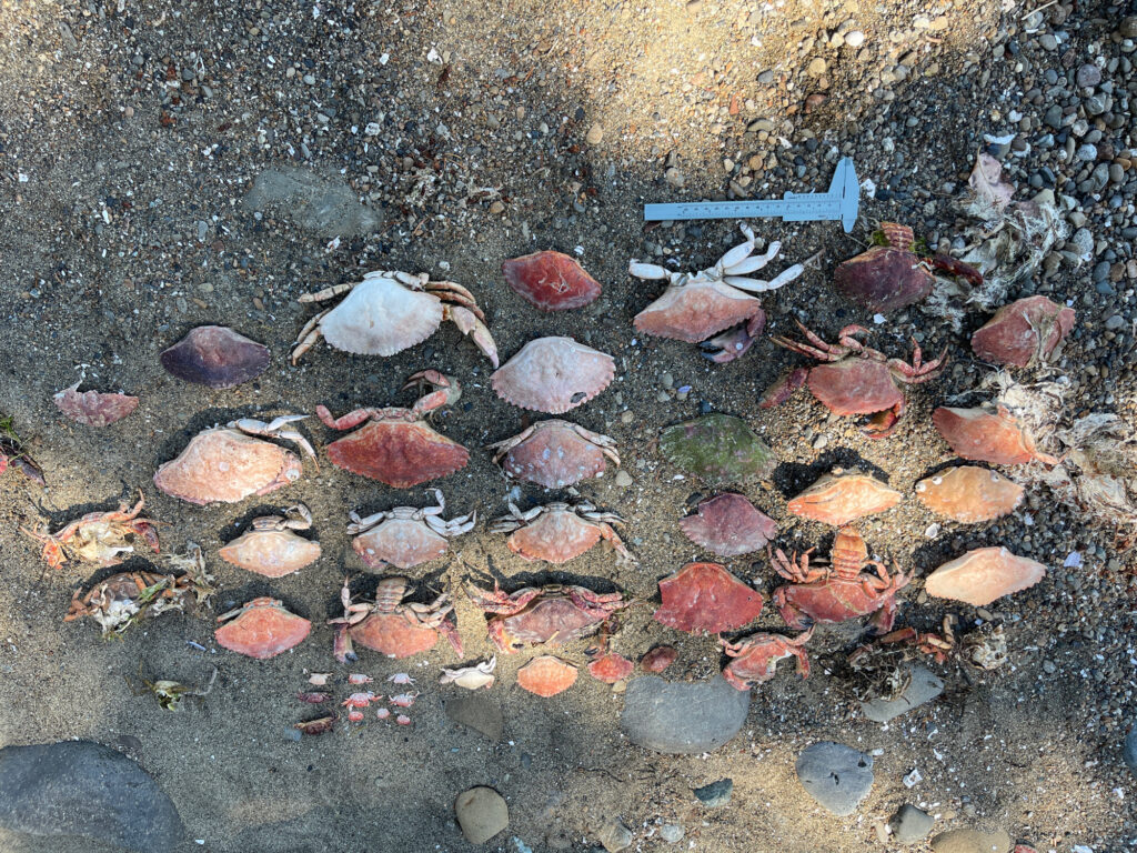 a group of fish on a beach (MyCoast AI)