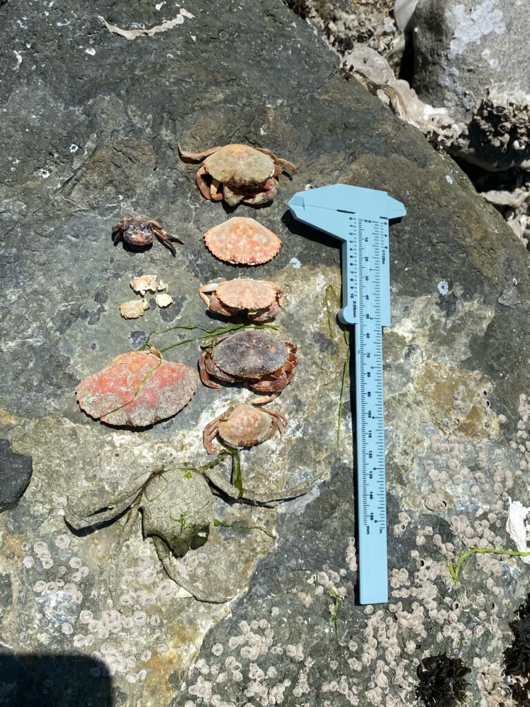 a blue tool on the ground (MyCoast AI)