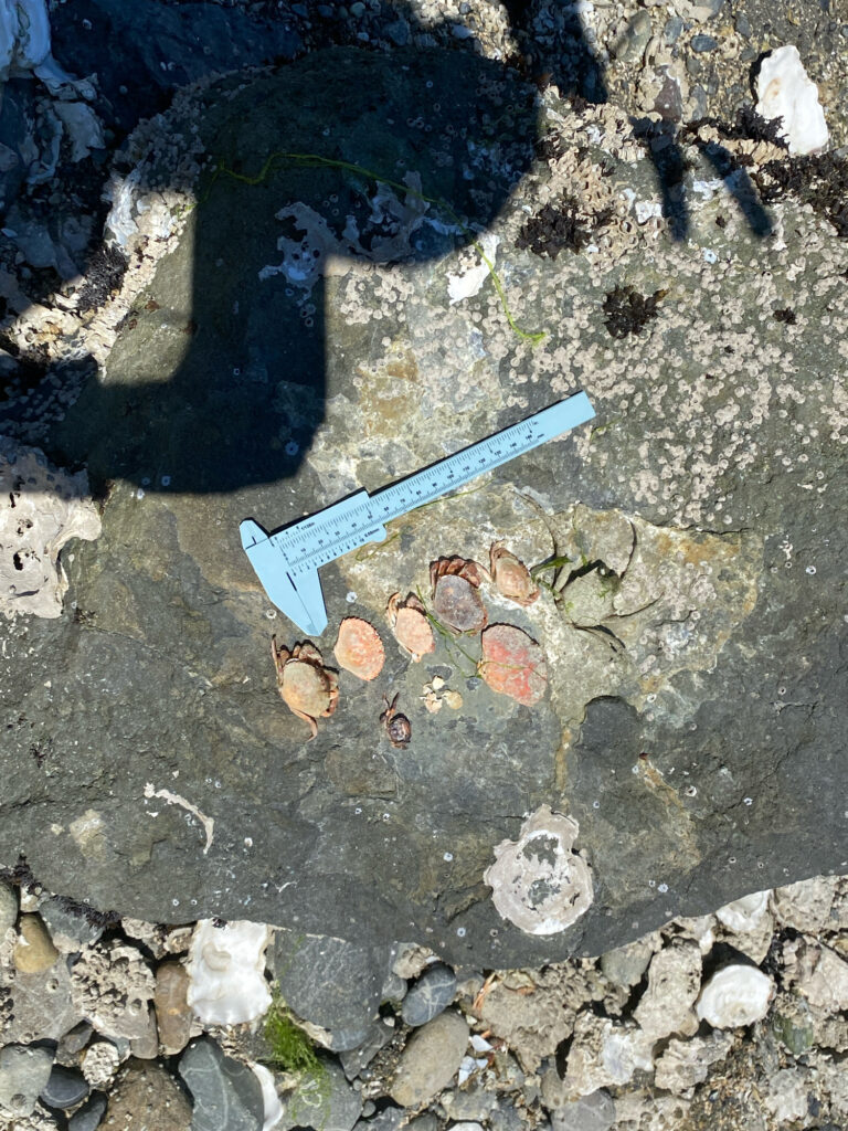 a knife on the ground (MyCoast AI)