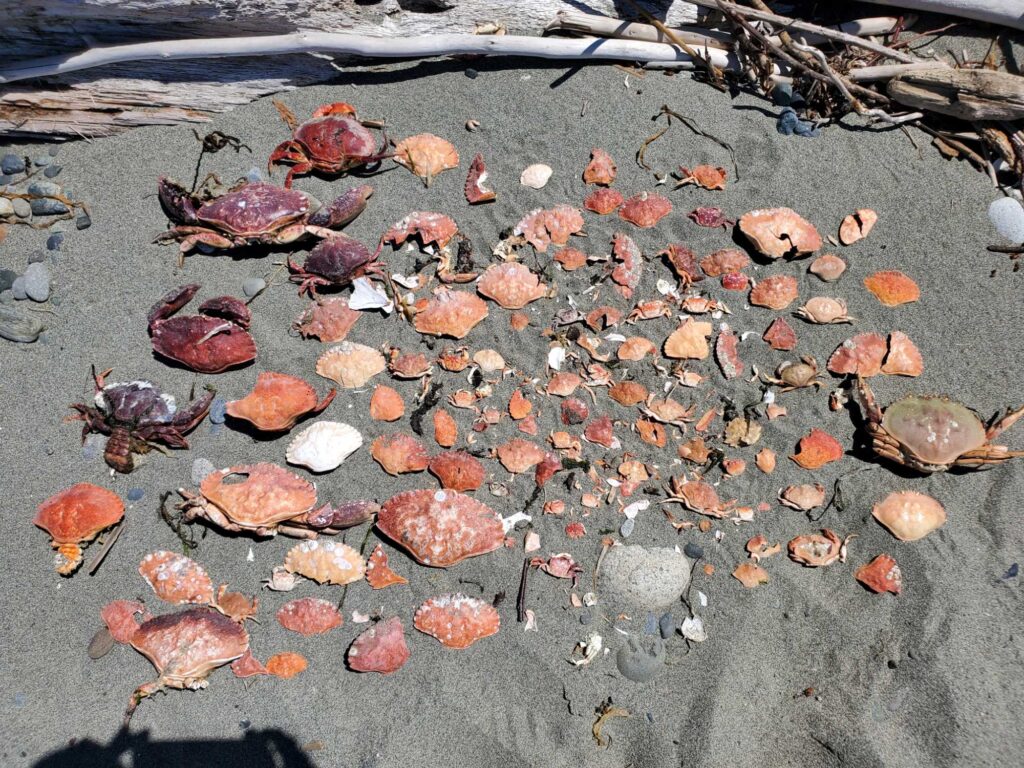 a group of leaves on the ground (MyCoast AI)