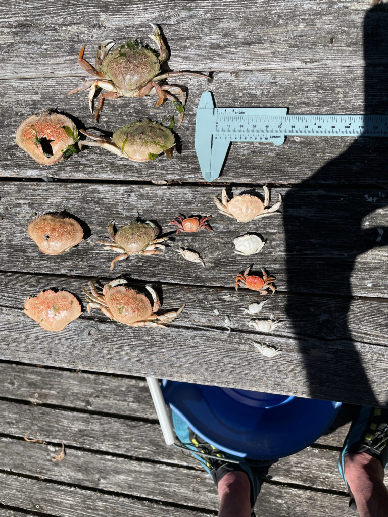 a group of mushrooms on a wooden surface (MyCoast AI)