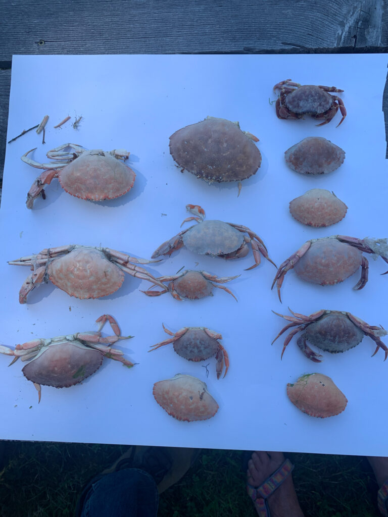 a plate of crab legs (MyCoast AI)