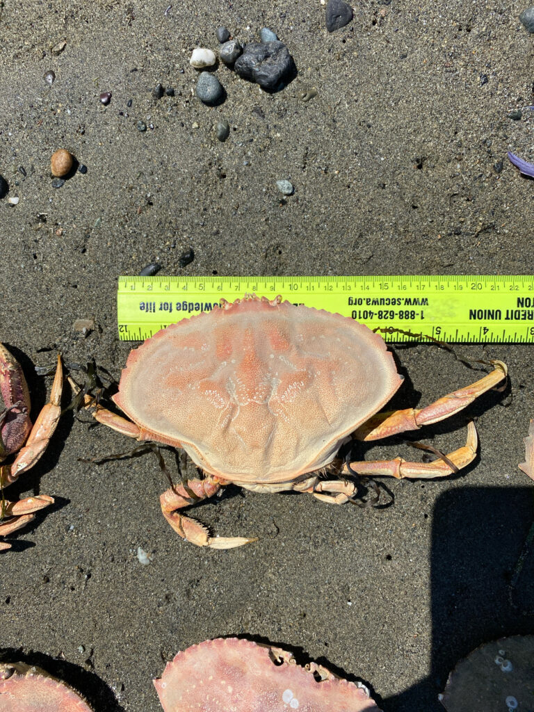 a crab on the ground (MyCoast AI)