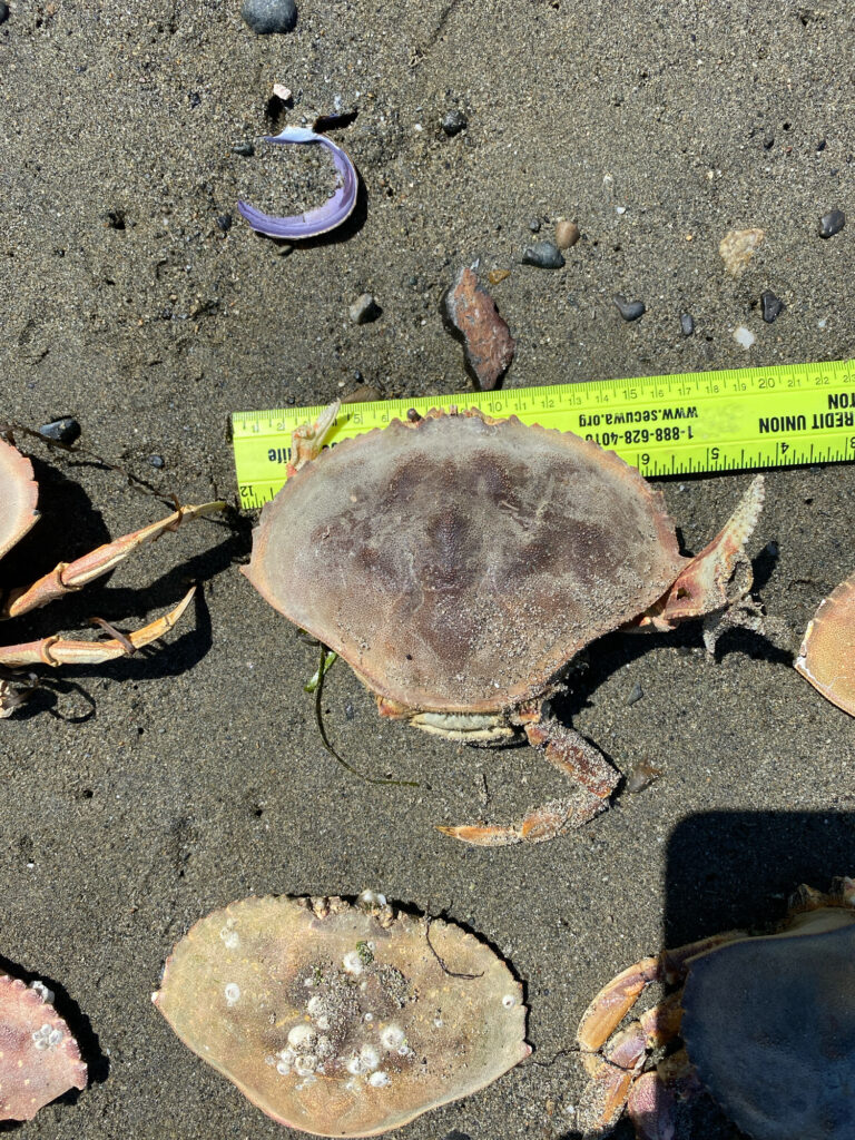 a turtle on the ground (MyCoast AI)