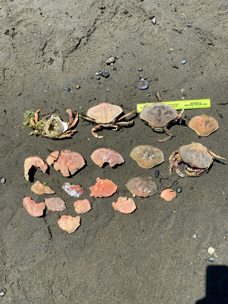 a group of sea shells on the sand (MyCoast AI)