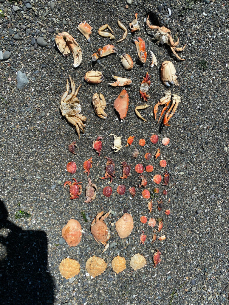 a group of sea shells on the sand (MyCoast AI)