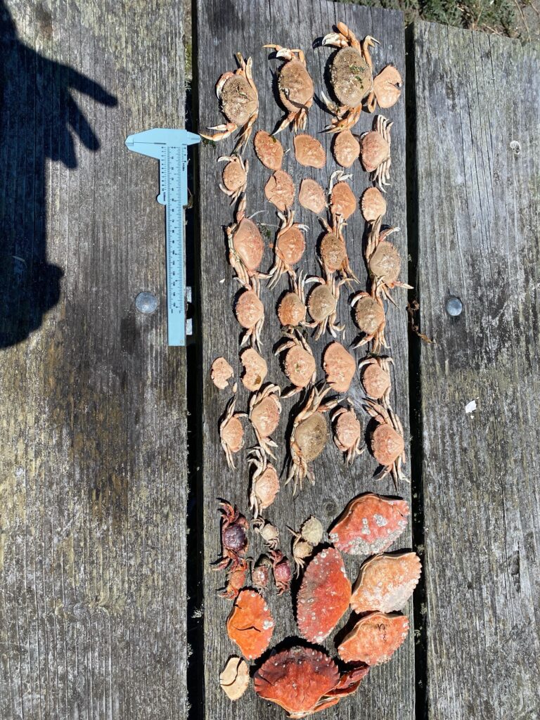 a group of bees on a wood surface (MyCoast AI)