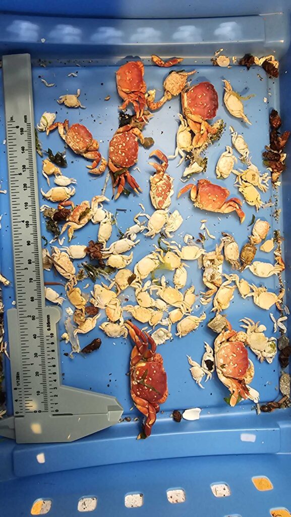 a display of a variety of insects (MyCoast AI)