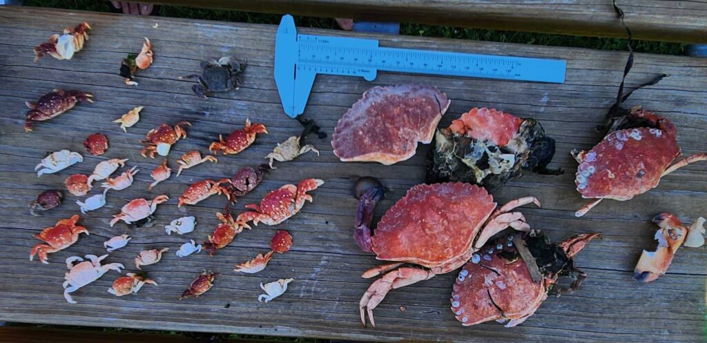 a pile of red and white fish (MyCoast AI)