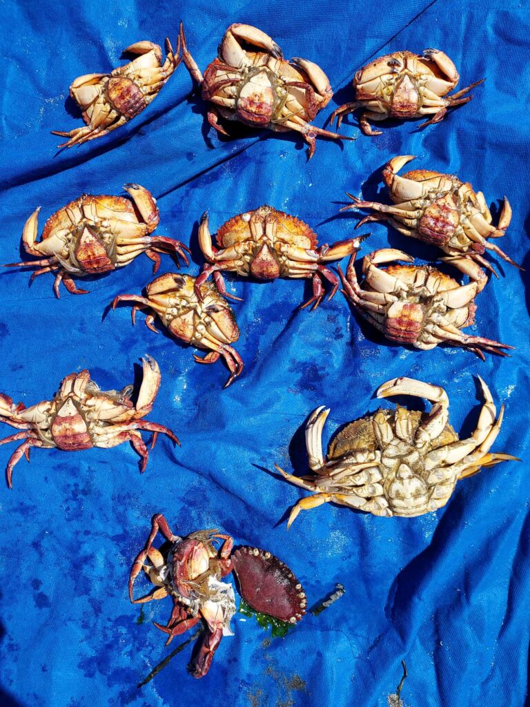a group of small fish (MyCoast AI)
