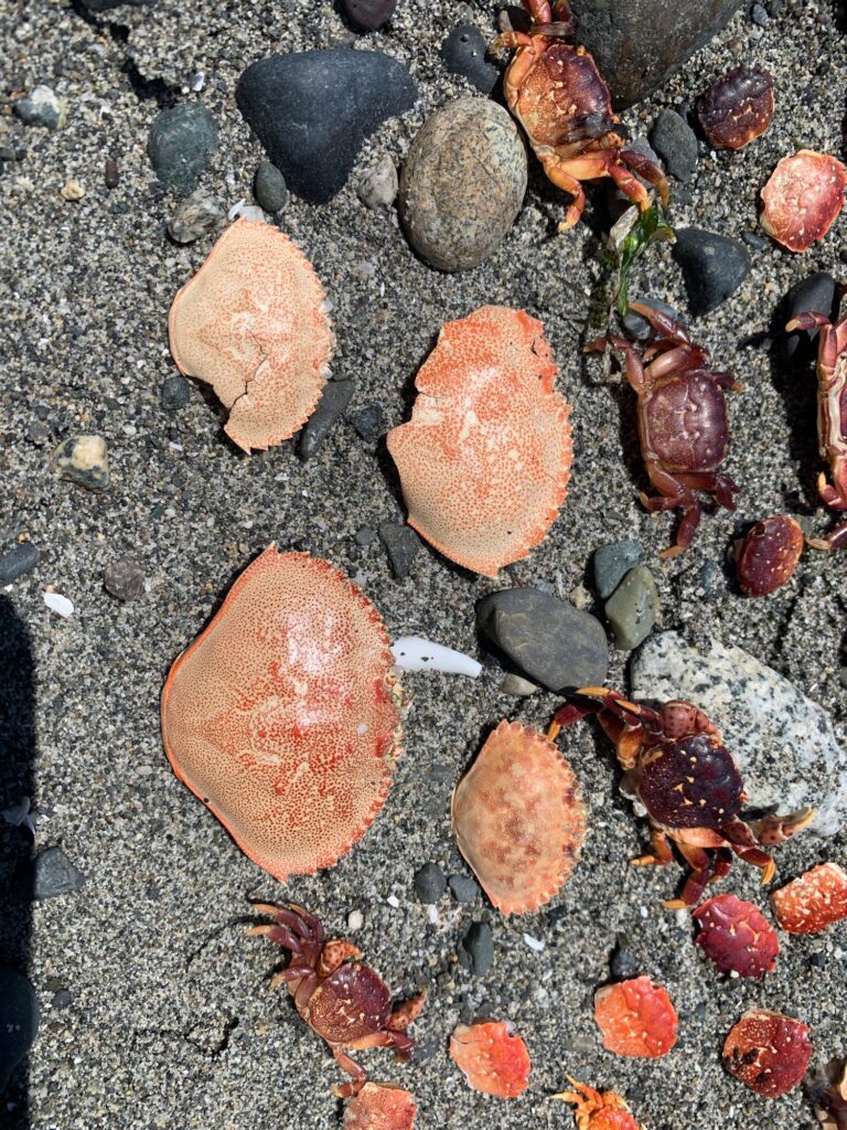 a group of rocks (MyCoast AI)