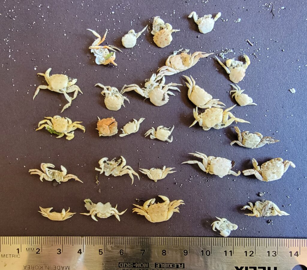 a group of small yellow and white insects on a blue surface (MyCoast AI)