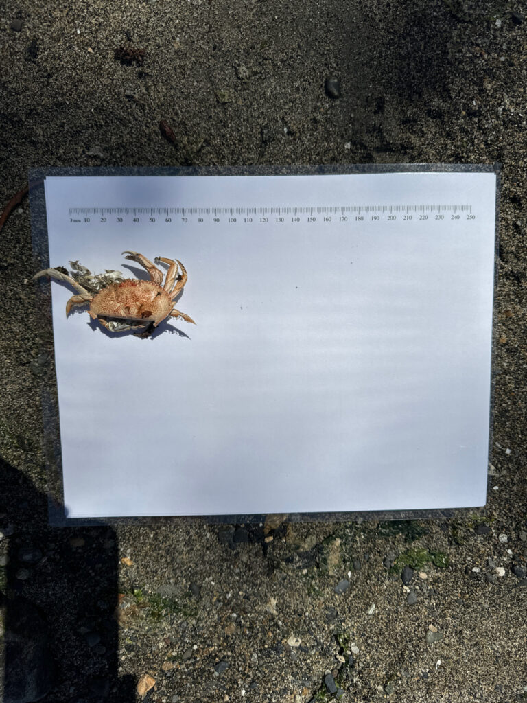 a picture of a crab on a white board (MyCoast AI)