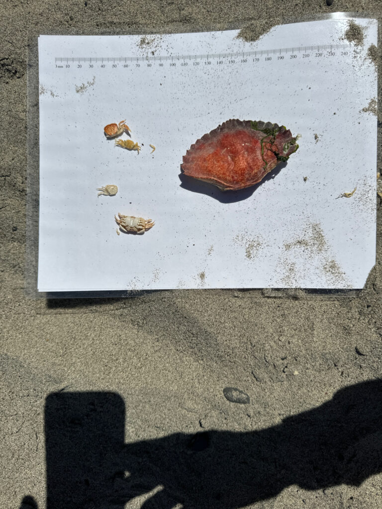 a piece of food on a paper (MyCoast AI)