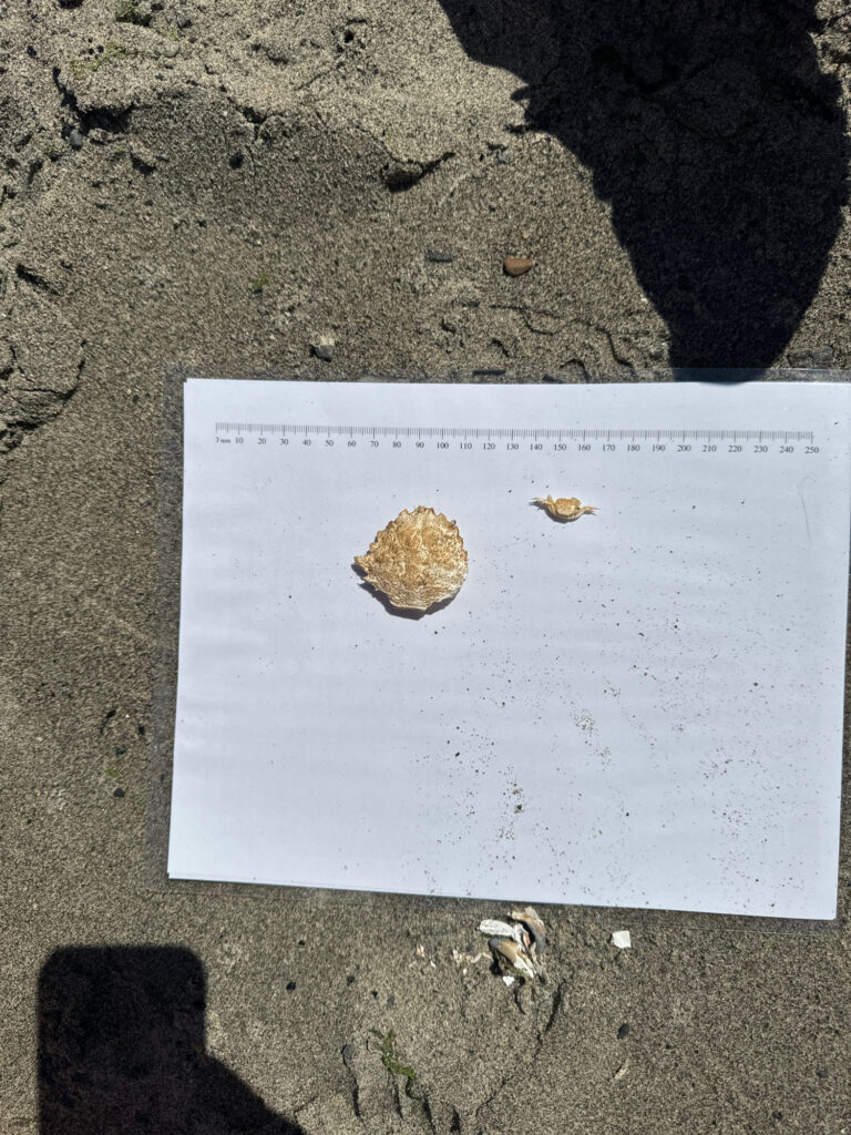 a piece of paper with a picture of a chip and a chip on it (MyCoast AI)