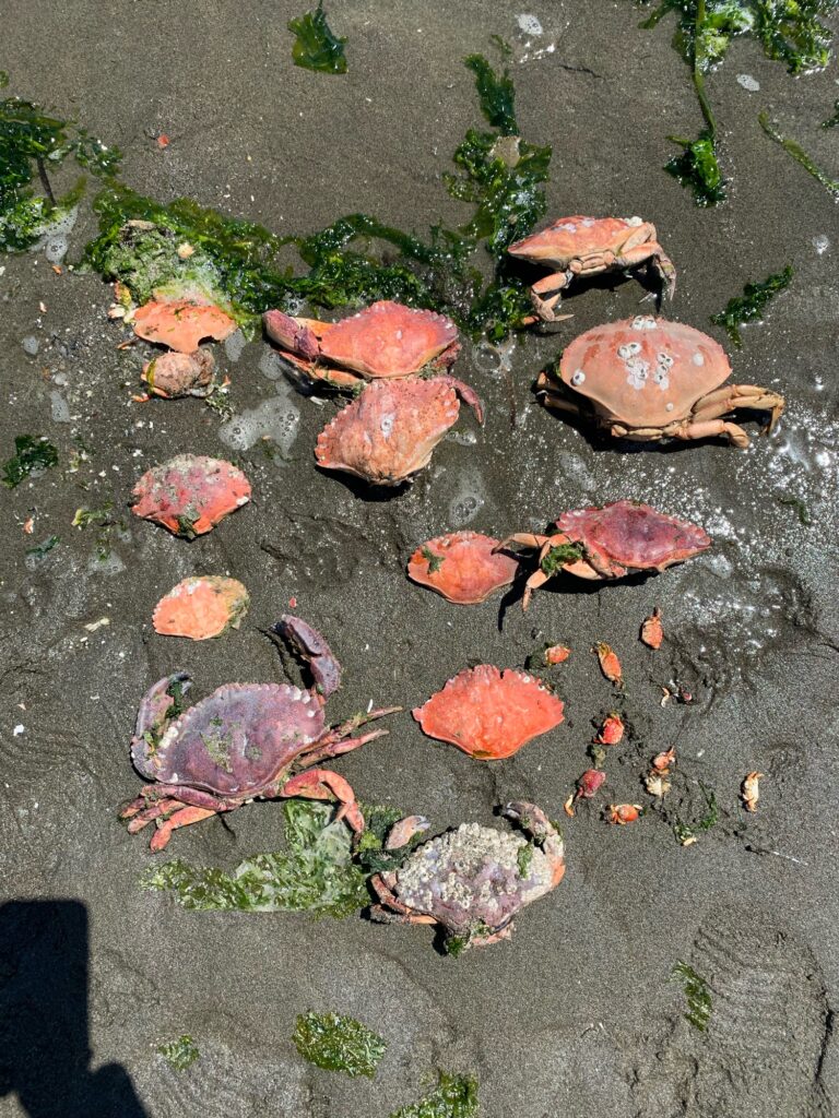 a group of fish on the ground (MyCoast AI)