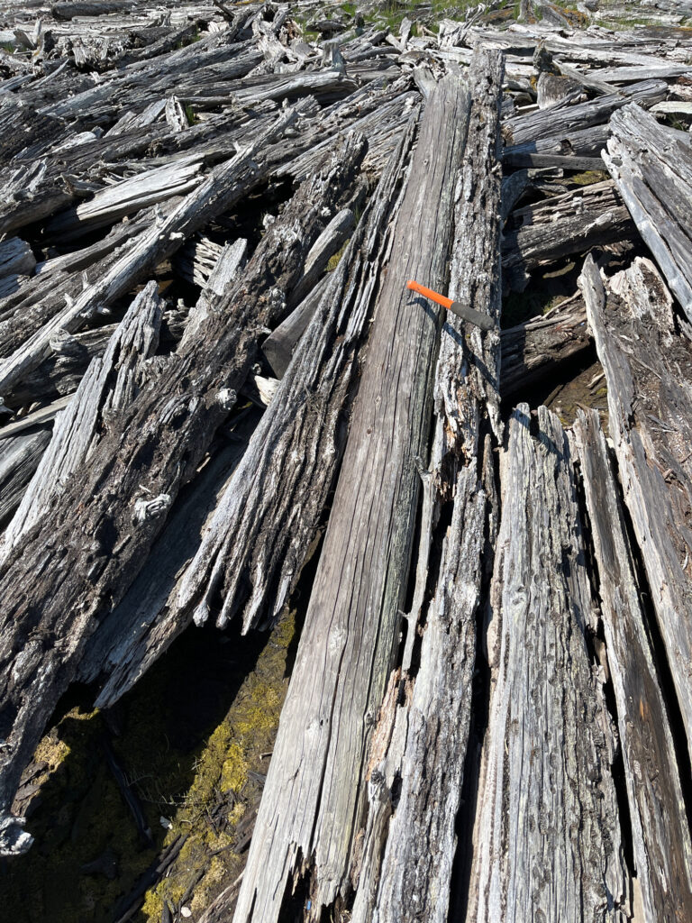 a close-up of a tree trunk (MyCoast AI)