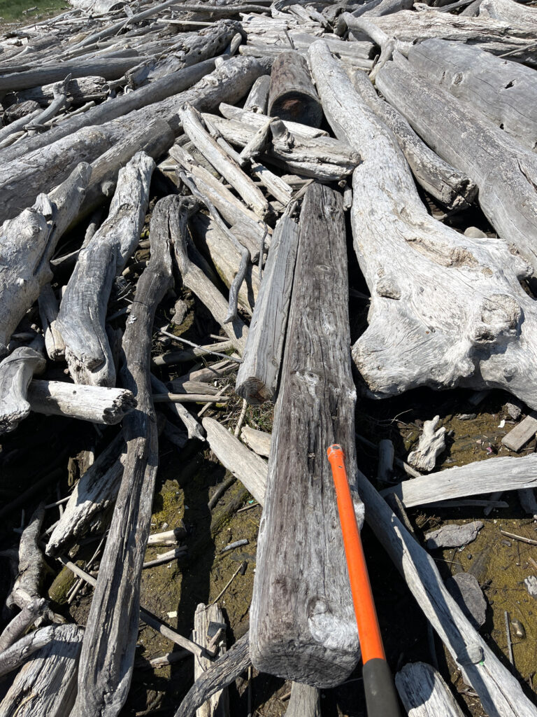 a knife on a pile of cut wood (MyCoast AI)