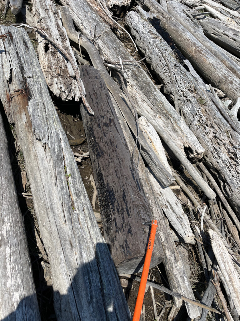 a close-up of a tree (MyCoast AI)