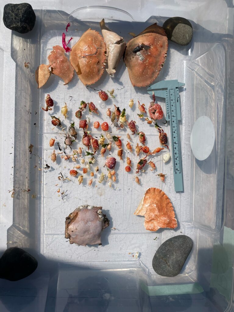 a group of objects on a surface (MyCoast AI)