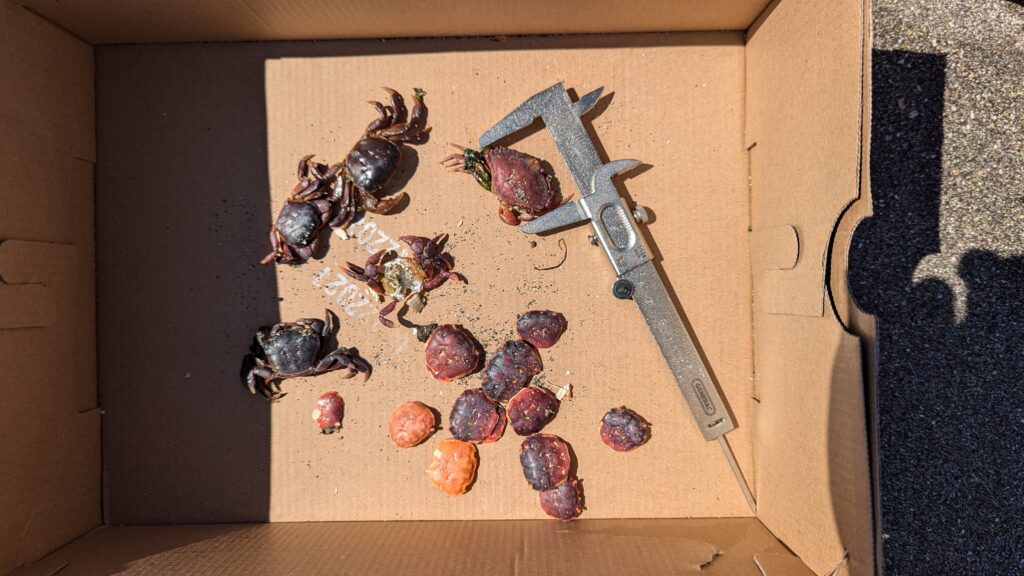 a knife and fruit in a box (MyCoast AI)