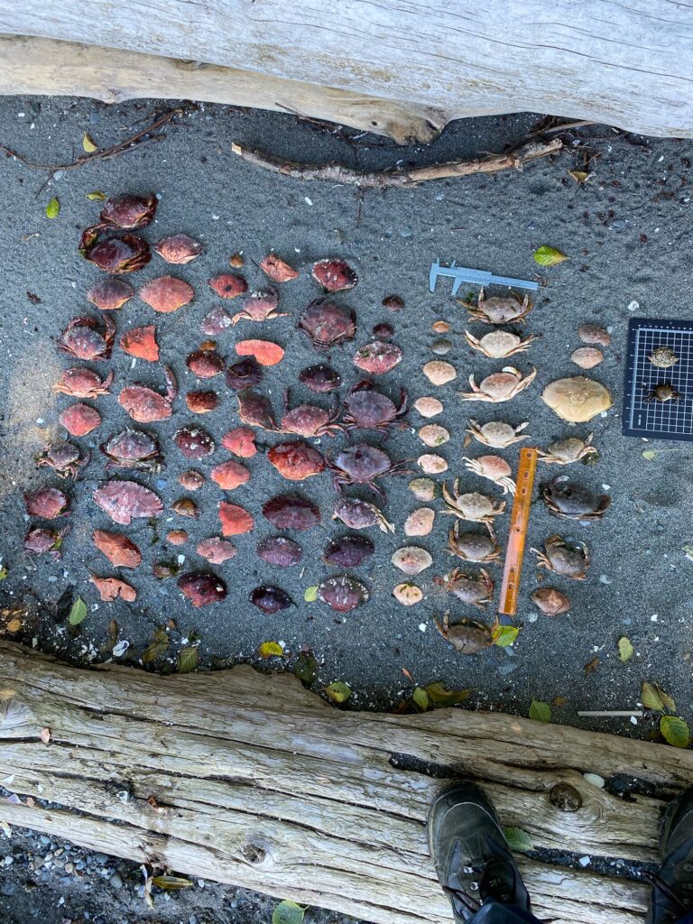 a pile of rocks and leaves (MyCoast AI)