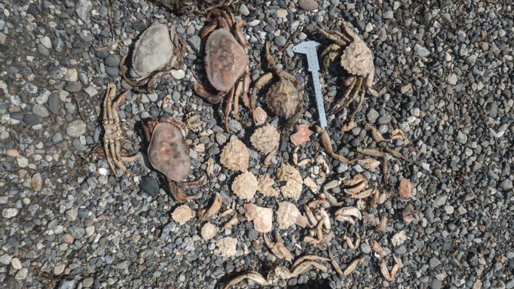 a group of snails on the ground (MyCoast AI)