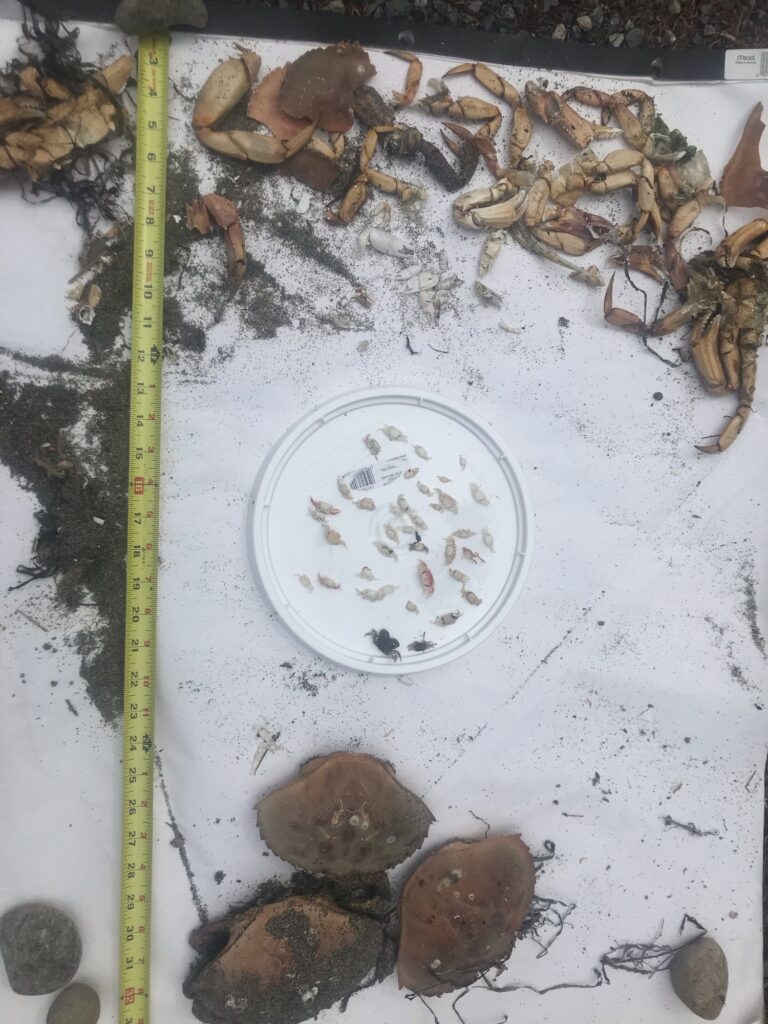 a plate of oysters (MyCoast AI)