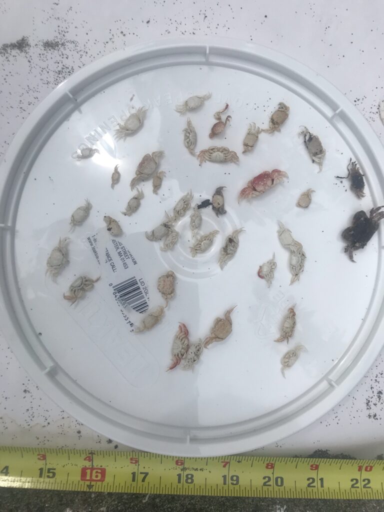 a plate with a group of insects on it (MyCoast AI)