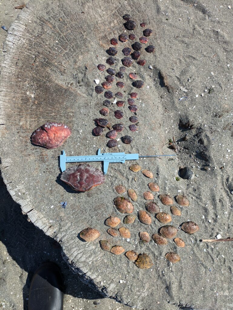 a close-up of a rock (MyCoast AI)