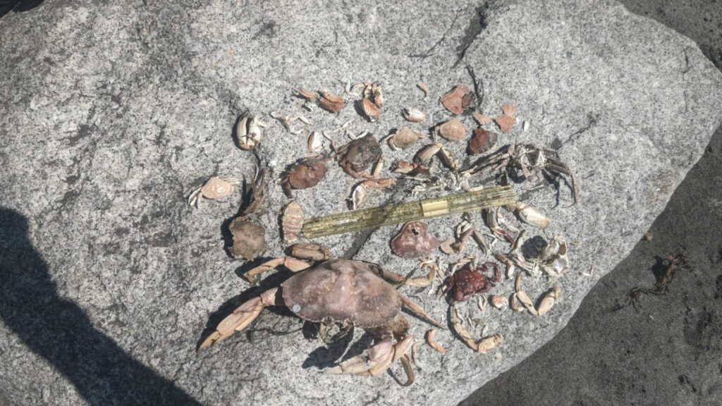 a group of crab shells on the sand (MyCoast AI)