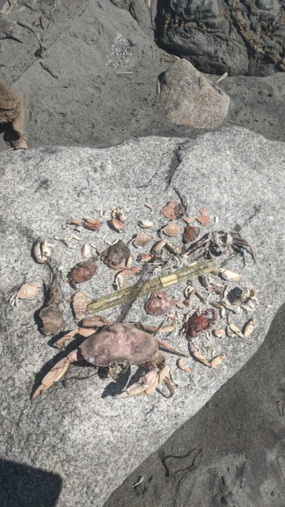 a group of crab on a rock (MyCoast AI)