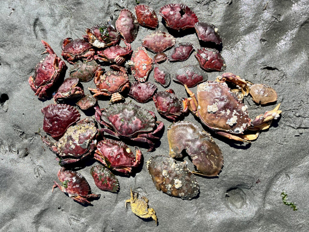 a group of red and brown leaves (MyCoast AI)