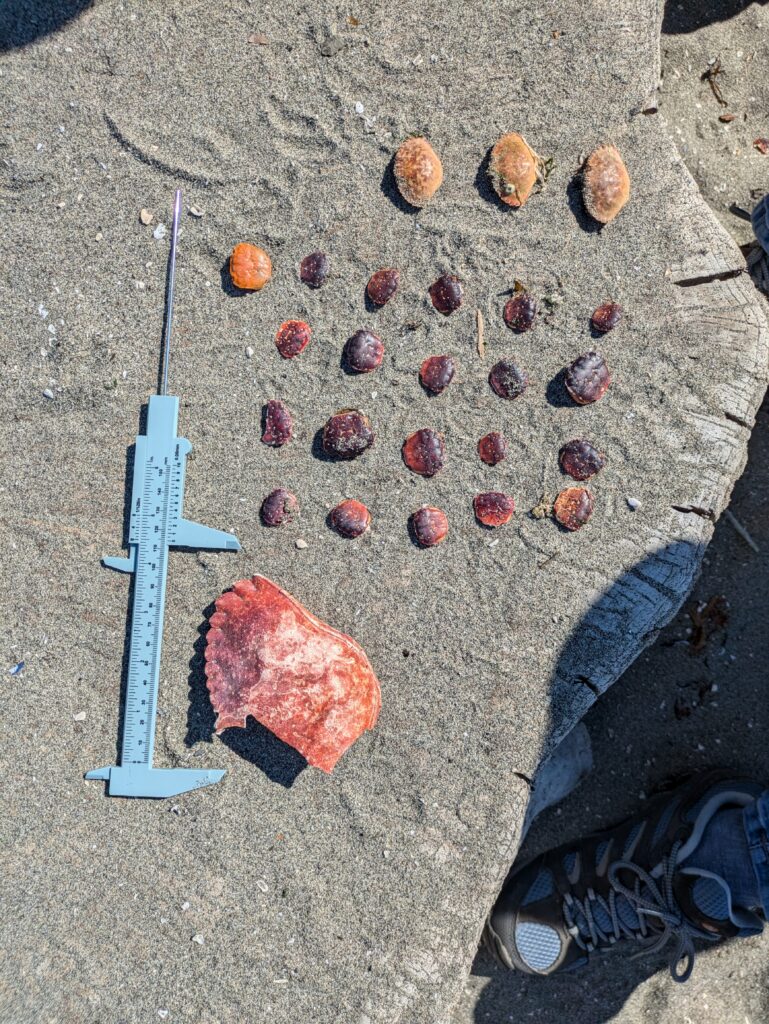 a group of rocks and a tool (MyCoast AI)