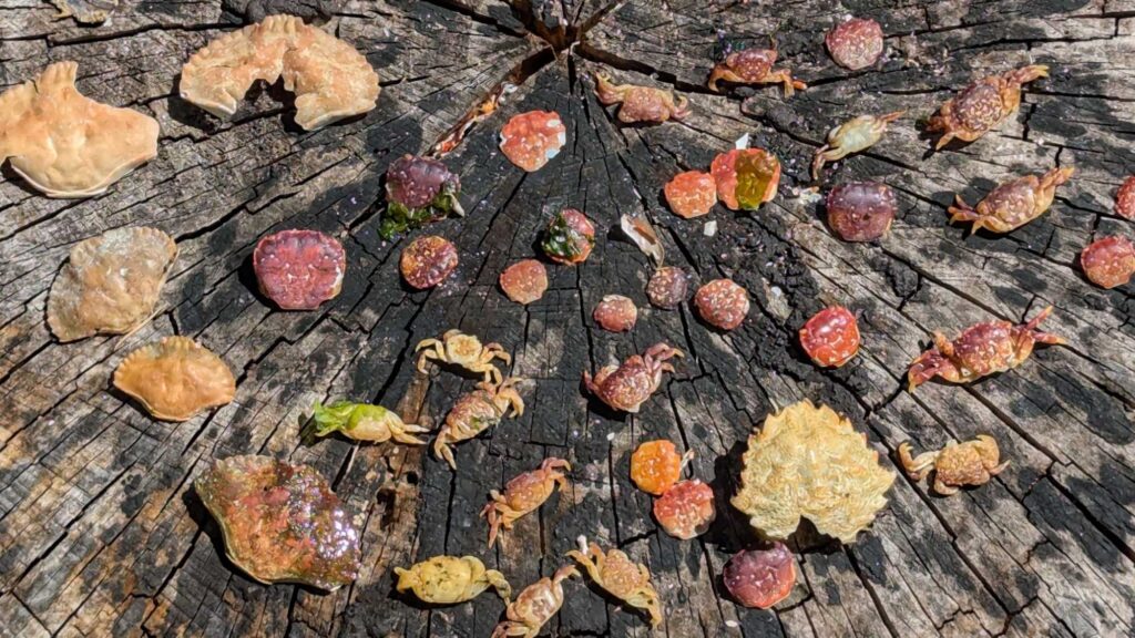 a group of leaves on a tree (MyCoast AI)