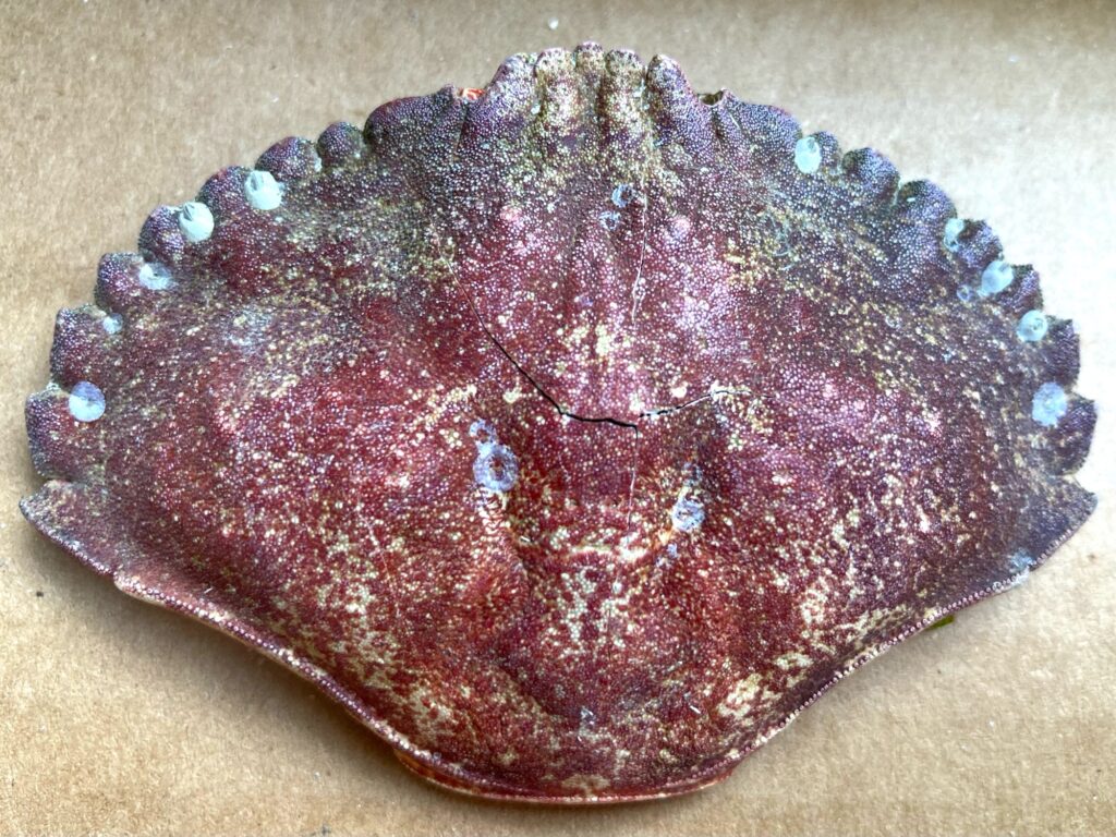 a red and purple rock (MyCoast AI)