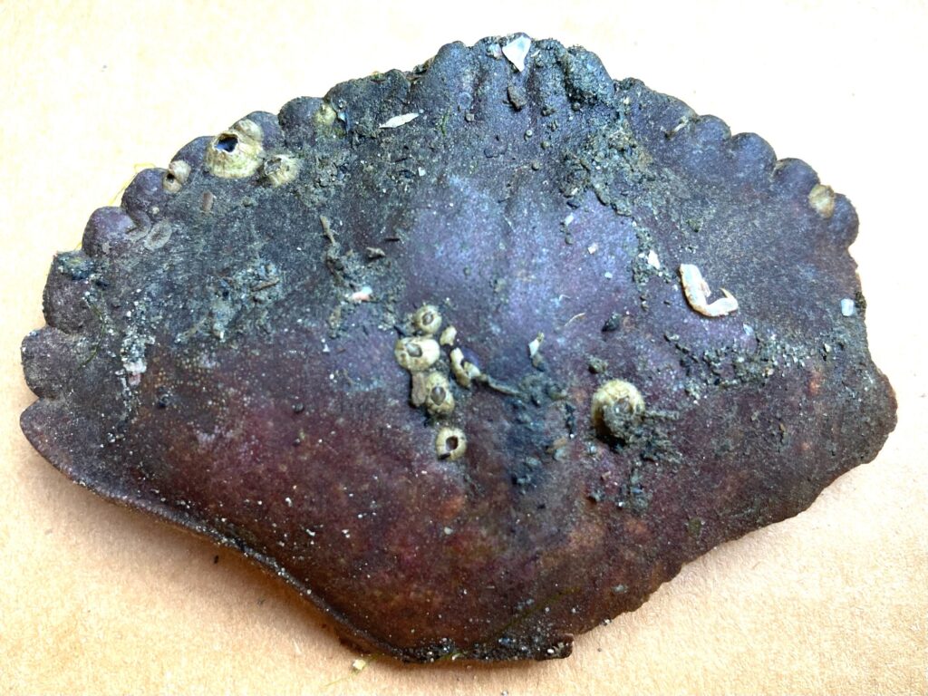 a close up of a rock (MyCoast AI)