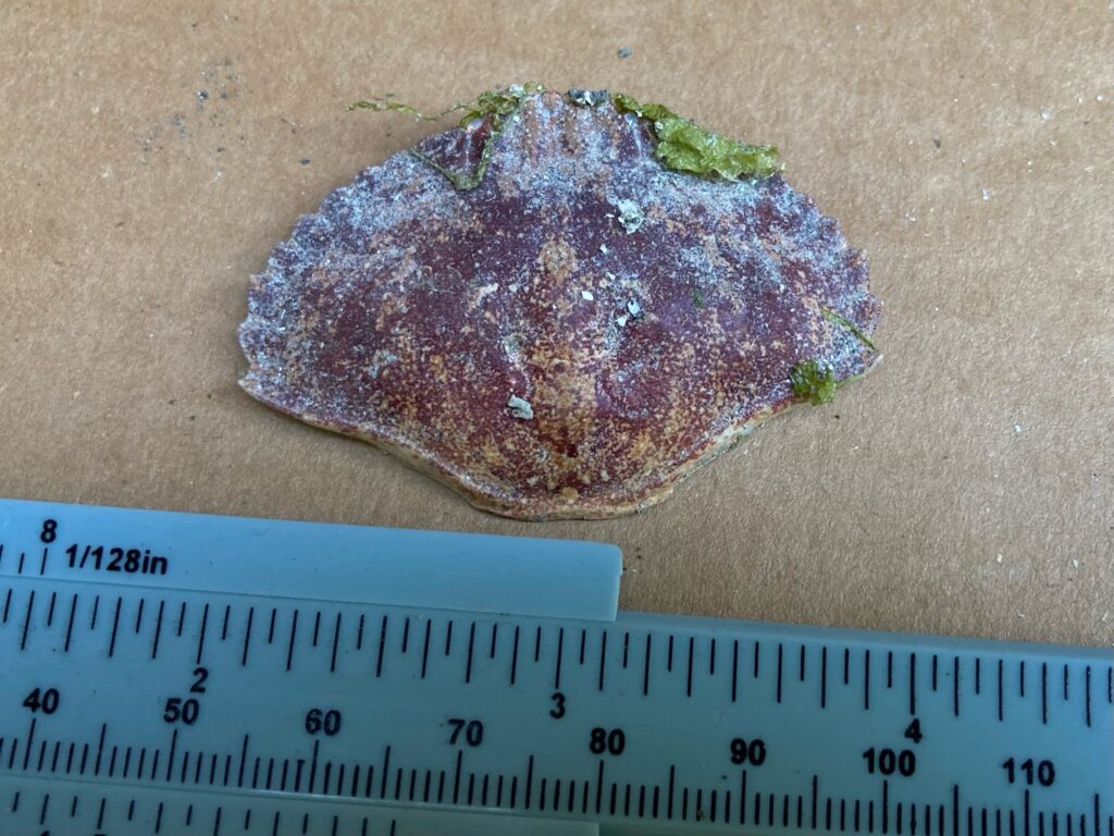 a rock on a ruler (MyCoast AI)